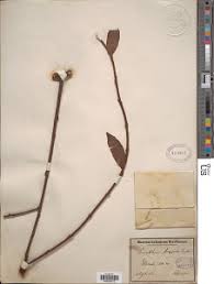 Image result for Plicosepalus amplexicaulis