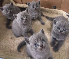 Profil British Shorthair Kucing Gendut Dan Lucu Dari Inggris Gerava Ikan Hias Burung Kicau Kucing Anjing Perawatan Kucing Kucing Anjing Russian Blue