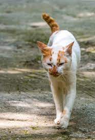 Railay Cat Pretty Cats Cute Cats And Kittens Cats