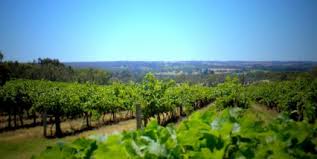 Country living editors select each product featured. Australian Wine Trivia Facts Quiz Proprofs Quiz