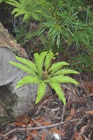 Image result for Sticherus flagellaris