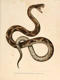 Bilder Atlas Zur Wissenschaftlich Popularen Naturgeschichte Der Wirbelthiere Biodiversity Heritage Library Snake Tattoo Design Snake Art Snake Illustration