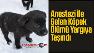 Sivas Ta Anestezi Ile Gelen Kopek Olumu Yargiya Tasindibuyuk Sivas Haber Sivas Haberleri Haberler Guncel Yerel Haberler