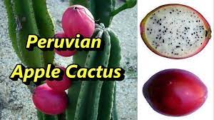 Peru apple cactus, peru apple cactus, cactus peruvian apple, peruanski apple kaktus, peru apple cactus, peru cactus a columnar cactus growing up to 30ft tall. Peruvian Apple Cactus Youtube