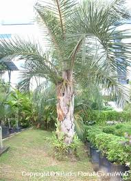 Image result for Raphia australis