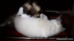 Cats groom each other when they are in a happy, comfortable social group. Licked Off Table Cat Grooming Fail On Make A Gif
