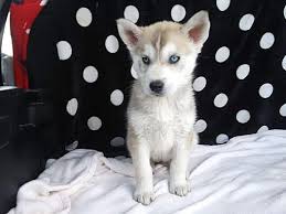 Personalized dog birthday cakes, dog treats for pets we love like family San Diego Ca Siberian Husky Meet 3 Lovely Puppies Coming Soon A Pet For Adoption