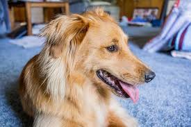 Border Collie Golden Retriever Sheltie Mix Facts Temperament