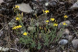 Image result for Hypericum quartinianum