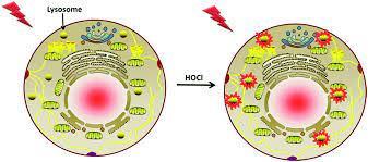 For example, once a white blood cell surrounds a bacterium, the lysosomes digest that bacteria. Mitochondria And Lysosome Targetable Fluorescent Probes For Hocl Recent Advances And Perspectives Journal Of Materials Chemistry B Rsc Publishing