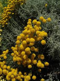 Image result for Nidorella pinnata