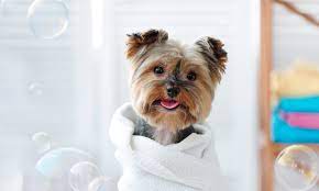 He was very detailed more. Bubble Bratz Mobile Pet Spaw Dog Grooming Dallas Tx