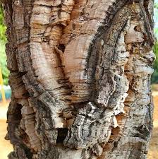 Image result for Quercus suber