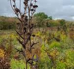 Silphium laciniatum