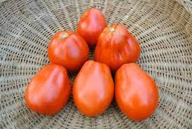 Tomato Belmonte Pear Organic Adaptive Seeds Seed Shop Red Pear Tomato