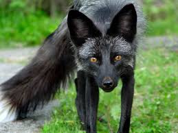 Black And Orange Fox Breed Black Foxes Icredible Extremely Beauty Rare Photography Photo Vide Melanistic Animals Cute Animals Animals
