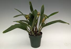 Image result for Polystachya bicarinata