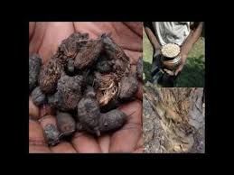 Image result for Enneapogon pretoriensis