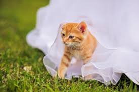 Maybe you would like to learn more about one of these? Katze In Einem Hochzeitskleid Mit Fliege Stockfoto Bild Von Grau Schauen 75147676