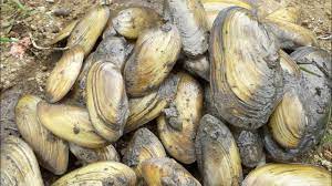 Maybe you would like to learn more about one of these? Kijing Kerang Di Sungai Tawar Yang Enak Dan Bergizi Halaman 1 Kompasiana Com