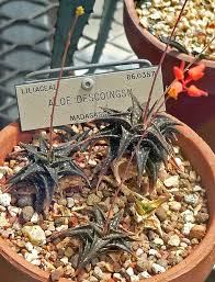 Image result for Aloe haroniensis