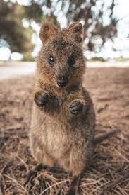 Up Close With An Adorably Aggressive Wild Quokka On Australia S Rottnest Island In 2020 Quokka Animal Quokka Australian Animals
