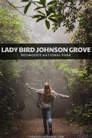 Check spelling or type a new query. A Hazy Hike Through The Redwoods Of The Lady Bird Johnson Grove The Break Of Dawns