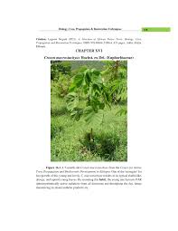Image result for Croton macrostachyus