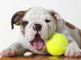 Mini or miniature english bulldogs are not a separate breed in itself. Miniature Bulldog Price Temperament Life Span