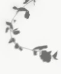 Download Premium Png Of Shadow Of Leaves On A Wall 557631 Light And Shadow Photography Shadow Shadow Photography