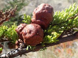 Image result for Cupressus macrocarpa