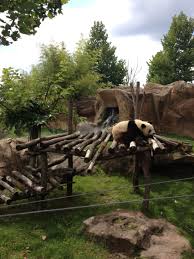Panda Du Zoo De Beauval 41 Zoobeauval Panda Valdeloire Destinationbeauval Saintaignan Mammals Panda Animals