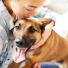 Mehr als 200.000 maschinen sofort verfügbar. Dog And Cat Vaccinations In Sewell And Deptford Nj Pet Check Urgent Care