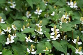 Growing Chameleon Plants How To Care For And Use This Amazing Herb In 2021 Chameleon Plant Survival Gardening Plants