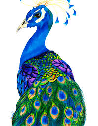 Here is how to draw one in four different styles. Peacock Drawing By Ben Graf