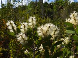 Image result for Melaleuca quinquenervia