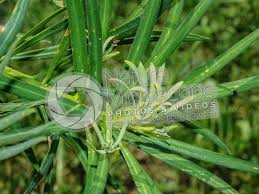 Image result for Podocarpus latifolius