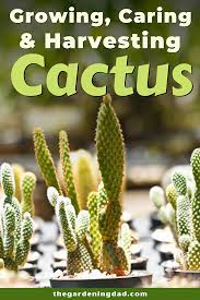 How To Grow Cactus Indoors Outdoors The Gardening Dad How To Grow Cactus Cactus Care Cactus