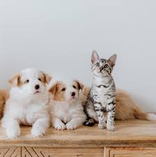 Kediler ve köpekler dost mu yoksa düşman mıdır? Kedi Ve Kopekler Bir Arada Yasayabilir Mi Pet Ihtiyac Blog