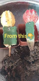 How can i save it? Just Rescued A Dying Moon Cactus When Garden Solutions Facebook