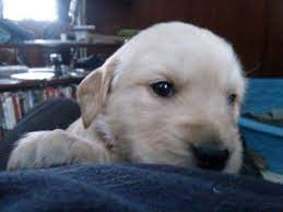 Maybe you would like to learn more about one of these? Akc Golden Retriever Puppies For Sale In Cohocton New York Classified Americanlisted Com