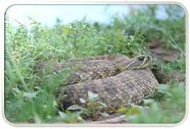 It is more a place were you develop your own recreational opportunities. Nebraska2520national2520forests2520and2520grasslands 2520districts