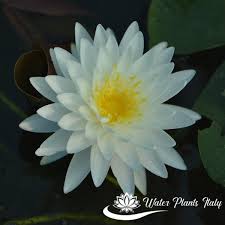 Elenco e nomi dei fiori, con immagini e informazioni per la loro coltivazione, cura e mantenimento, dalle annaffiature al loro ambiente ideale. Bangkok Snow Non Disponibile Piante Acquatiche Water Plants Italy