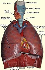 Human height on average equals 8 heads. Bio202 Respiratory System Human Respiratory System Respiratory System Respiratory System Anatomy