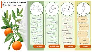 Image result for Citrus × aurantium