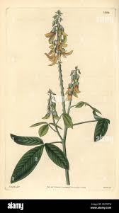 Image result for Crotalaria