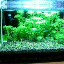 Best Aquarium Plants The High Level Substrate For Planting Aquariums Provides Basic Nutrition For The Plan Planted Aquarium Aquarium Freshwater Aquarium Plants