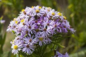 Sea Aster Aster Tripolium Wild Flowers Aster Salt Marsh