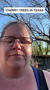 Cherry Blossom Trees in Austin Texas