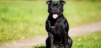 We did not find results for: Staffordshire Bullterrier Steckbrief Charakter Wesen Haltung